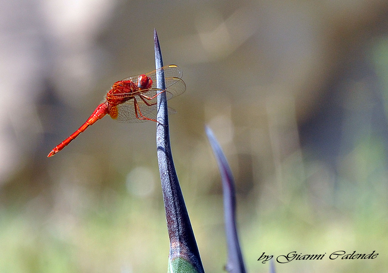 Libellula da ID: Crocothemis erythraea